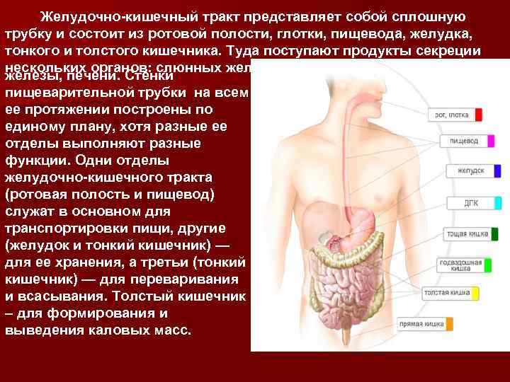 Желудочно-кишечный тракт представляет собой сплошную трубку и состоит из ротовой полости, глотки, пищевода, желудка,