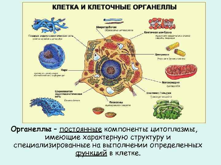 Цитоплазма на рисунке