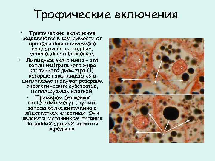 Трофические включения • Трофические включения разделяются в зависимости от природы накапливаемого вещества на липидные,