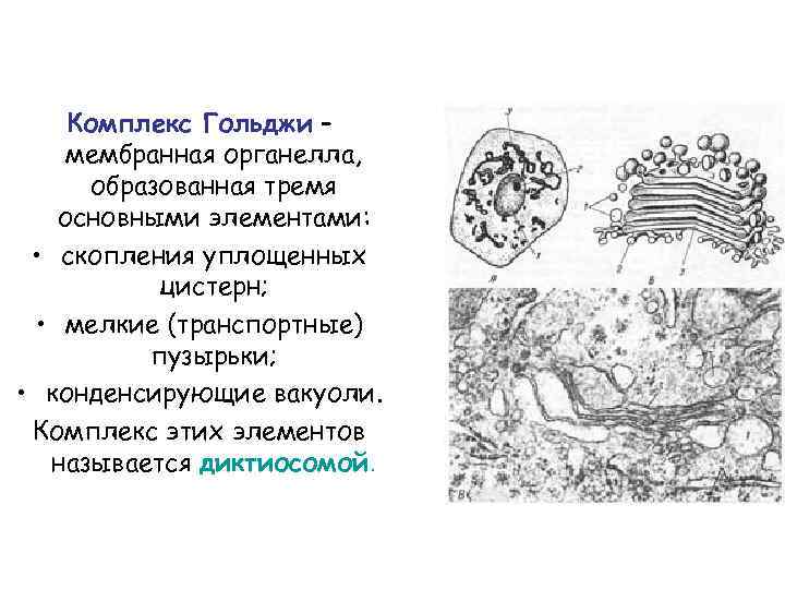 Функции органеллы рисунок. Мембранная цистерна комплекса Гольджи. Аппарат Гольджи вакуоли. Ультраструктура комплекса Гольджи. Диктиосомы комплекса Гольджи.