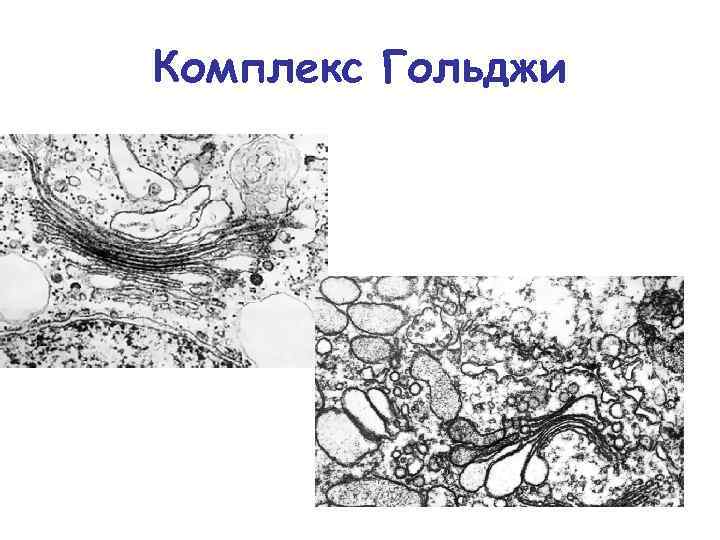 Комплекс гольджи схема