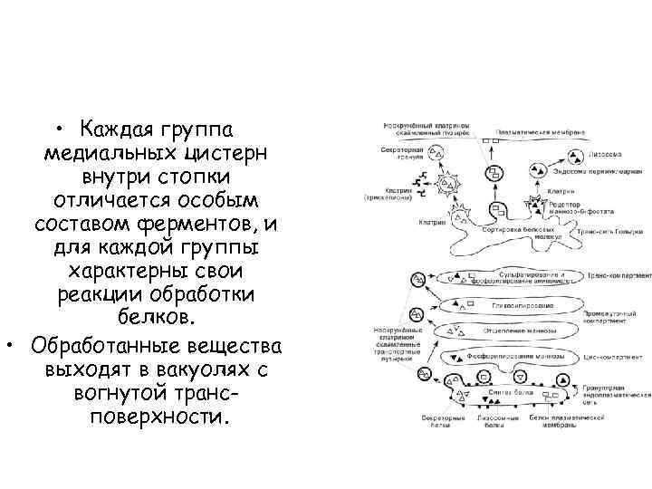  • Каждая группа медиальных цистерн внутри стопки отличается особым составом ферментов, и для