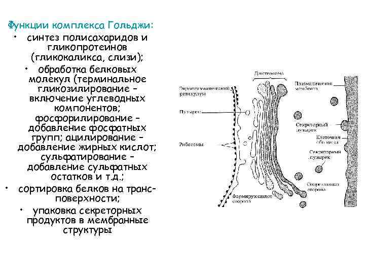 Синтез гольджи