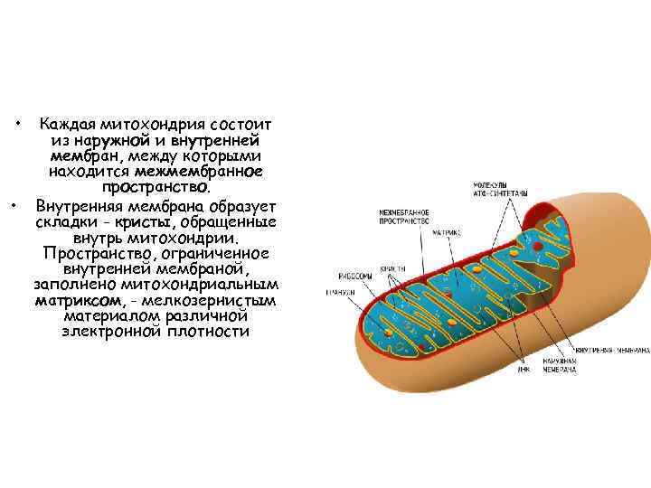 Митохондрии внутренняя мембрана образует граны