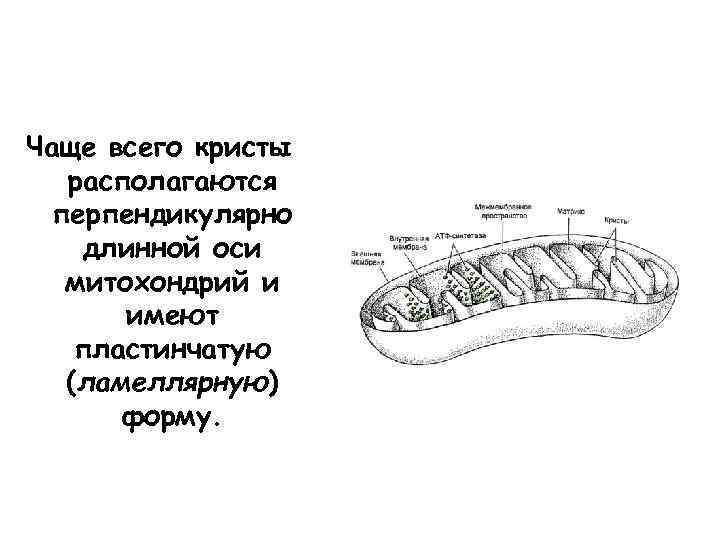 Чаще всего кристы располагаются перпендикулярно длинной оси митохондрий и имеют пластинчатую (ламеллярную) форму. 