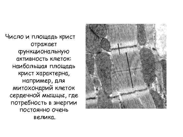 Число и площадь крист отражает функциональную активность клеток: наибольшая площадь крист характерна, например, для