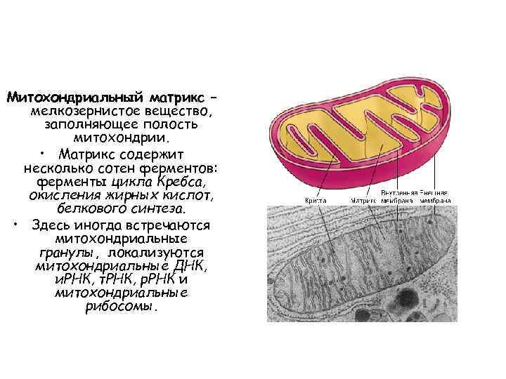 Состав матрикса входит