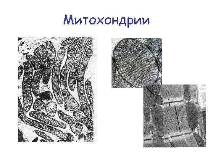 Митохондрии 