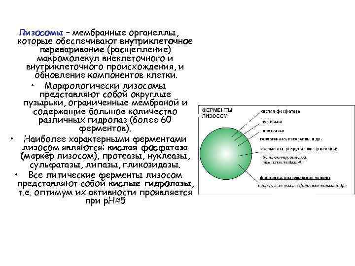 Лизосомы – мембранные органеллы, которые обеспечивают внутриклеточное переваривание (расщепление) макромолекул внеклеточного и внутриклеточного происхождения,