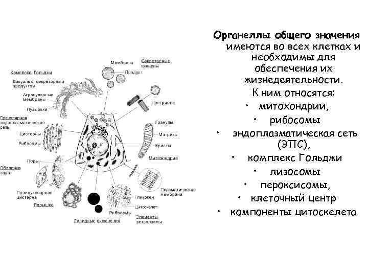 Выпиши цифру которой эта органелла обозначена на рисунке