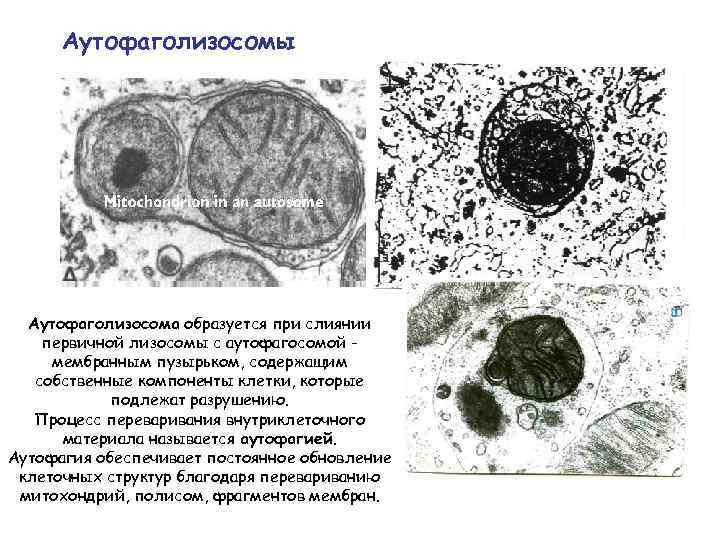 Аутофаголизосомы Аутофаголизосома образуется при слиянии первичной лизосомы с аутофагосомой мембранным пузырьком, содержащим собственные компоненты