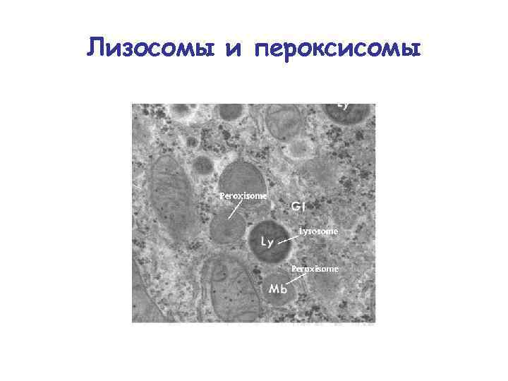 Лизосомы и пероксисомы 
