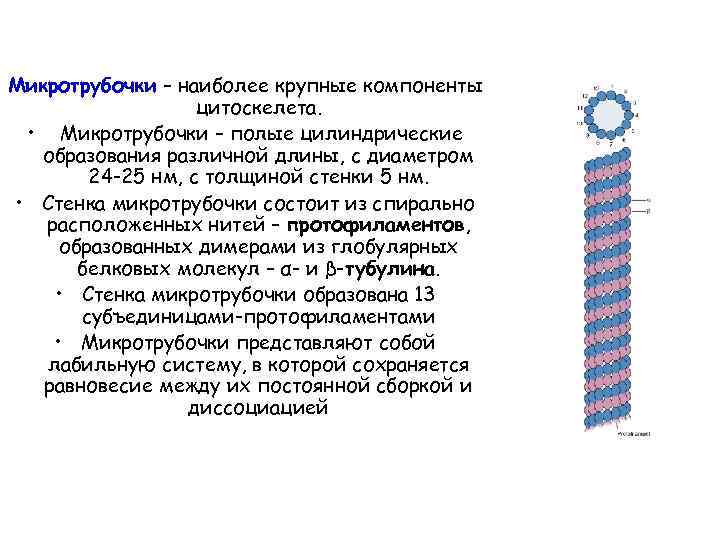 Микротрубочки – наиболее крупные компоненты цитоскелета. • Микротрубочки – полые цилиндрические образования различной длины,