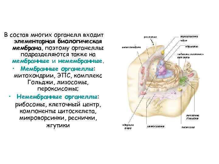 Запишите цифру которой эта органелла обозначена на рисунке