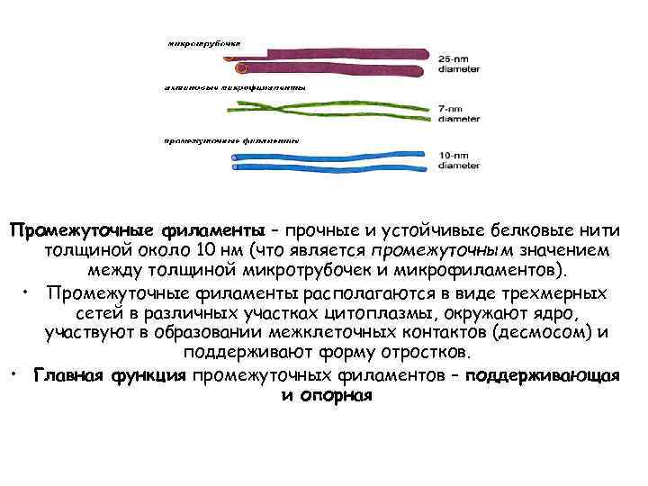 Промежуточные филаменты – прочные и устойчивые белковые нити толщиной около 10 нм (что является