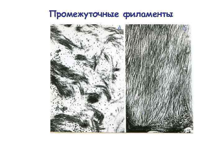 Промежуточные филаменты 
