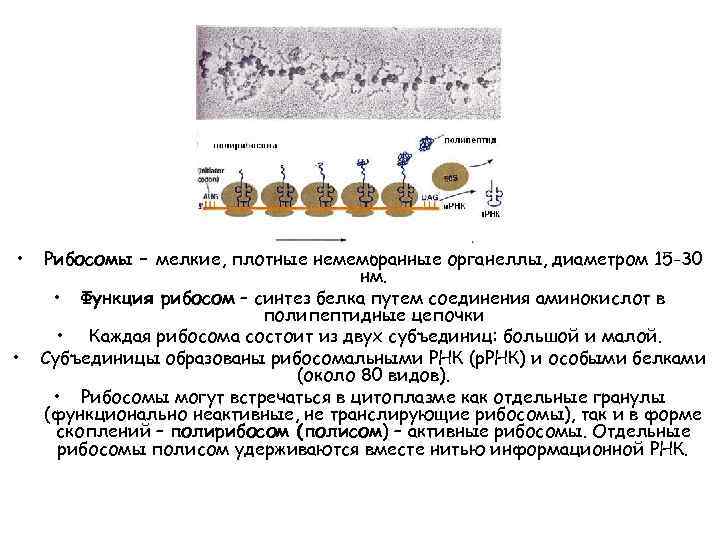  • • Рибосомы – мелкие, плотные немембранные органеллы, диаметром 15 -30 нм. •