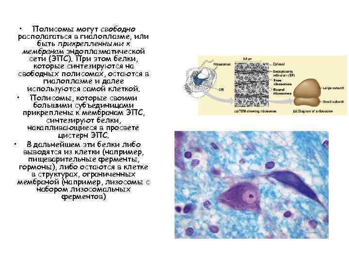  • Полисомы могут свободно располагаться в гиалоплазме, или быть прикрепленными к мембранам эндоплазматической