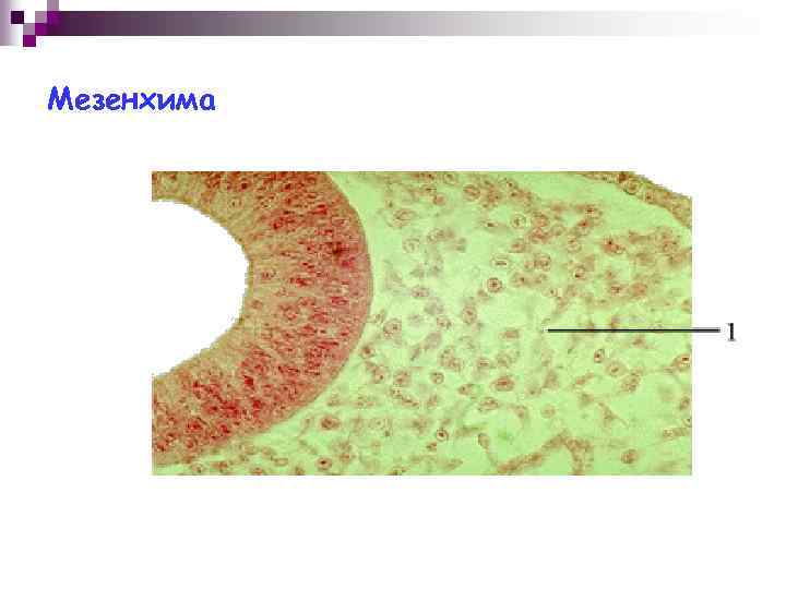 Мезенхима. Паренхима и мезенхима. Клетки мезенхимы гистология. Мезенхима препарат гистология. Мезенхима гистология эмбриогенез.