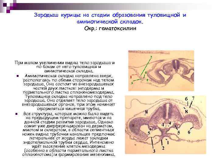 Эмбриогенез человека гистология презентация