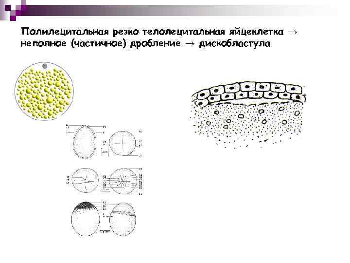 Динамическая схема образования яйцеклеток