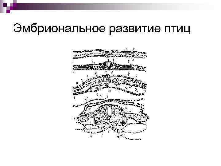 Эмбриональное развитие птиц 