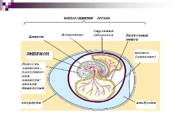 Динамическая схема образования яйцеклеток