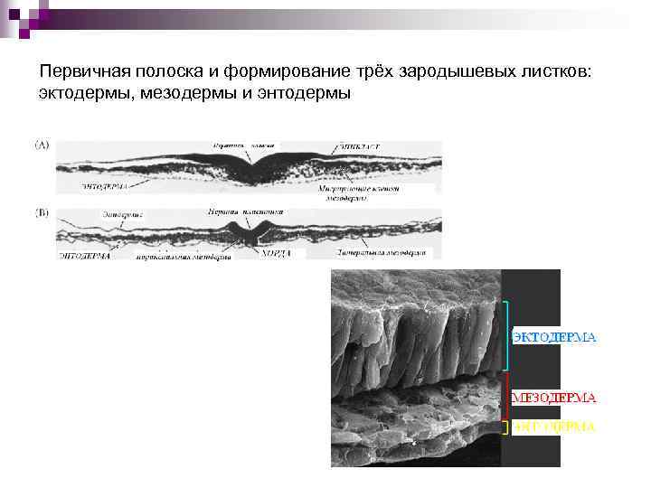 Первичная полоска и формирование трёх зародышевых листков: эктодермы, мезодермы и энтодермы 