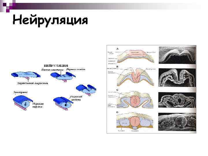 Яйцеклетка птиц показана на рисунке под буквой