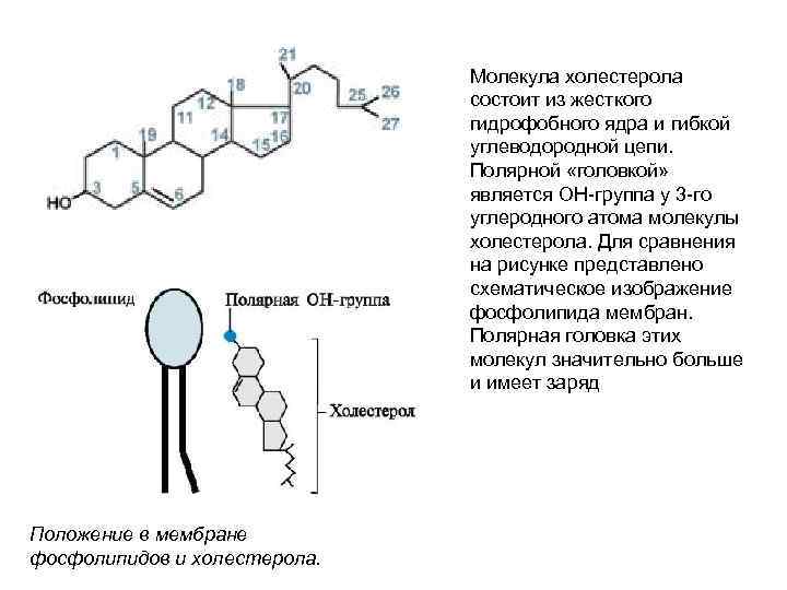 Гидрофобные молекулы. Холестерол гидрофобная часть и гидрофильная. Гидрофобная и гидрофильная части молекулы холестерина. Холестерин строение молекулы.