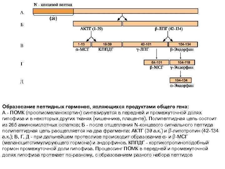 Образование пептидных гормонов, являющихся продуктами общего гена: А - ПОМК (проопиомеланокортин) синтезируется в передней