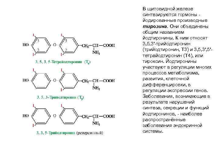 В щитовидной железе синтезируются гормоны - йодированные производные тирозина. Они объединены общим названием йодтиронины.