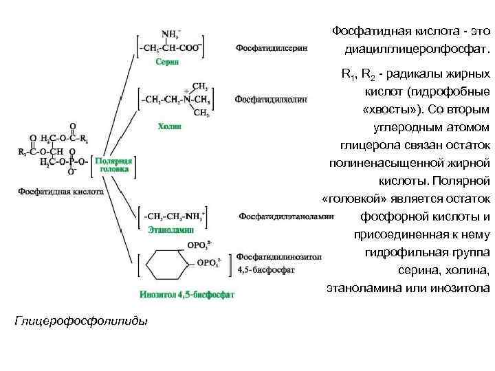 Фосфатидная кислота - это диацилглицеролфосфат. R 1, R 2 - радикалы жирных кислот (гидрофобные