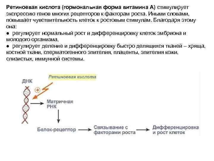 Клеточную локализацию ретиноидных рецепторов