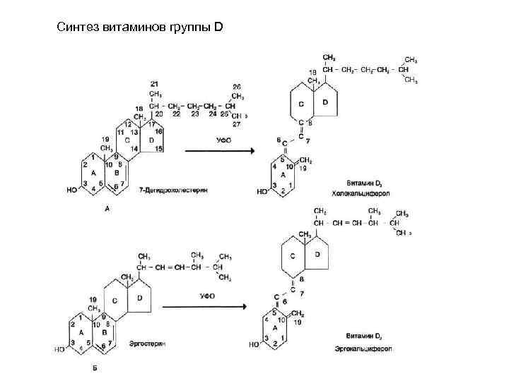 Синтез витаминов группы D 