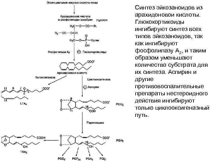 Синтез эйкозаноидов из арахидоновои кислоты. Глюкокортикоиды ингибируют синтез всех типов эйкозаноидов, так как ингибируют