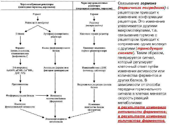 Связывание гормона (первичного посредника) с рецептором приводит к изменению конформации рецептора. Это изменение улавливается