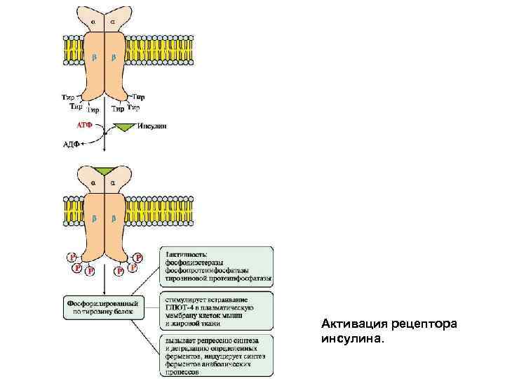 Активация рецептора инсулина. 