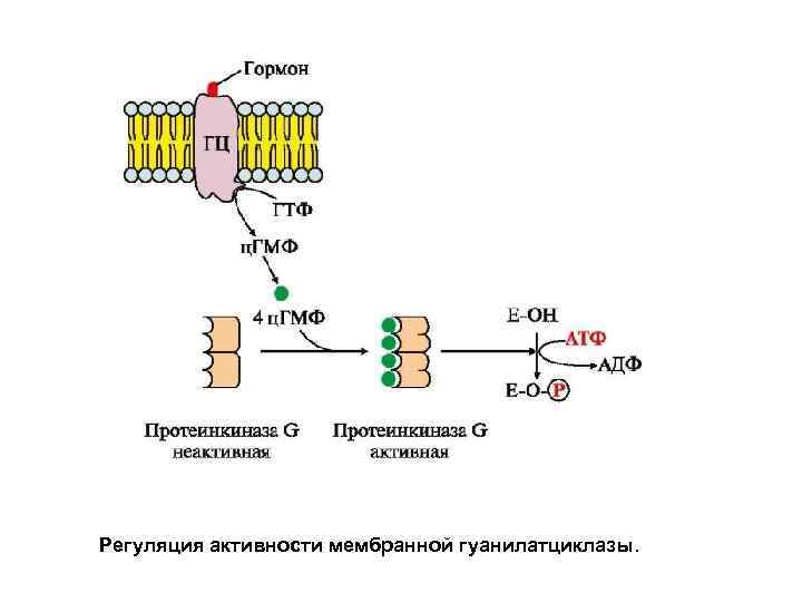 Регуляция активности мембранной гуанилатциклазы. 