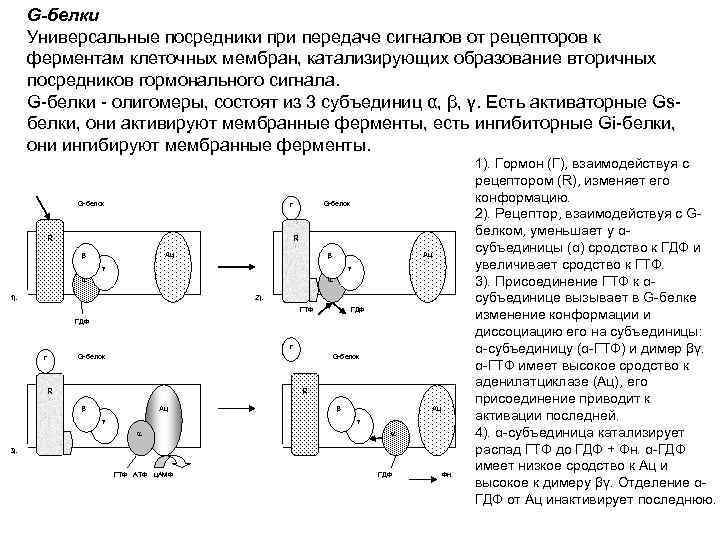 G-белки Универсальные посредники при передаче сигналов от рецепторов к ферментам клеточных мембран, катализирующих образование