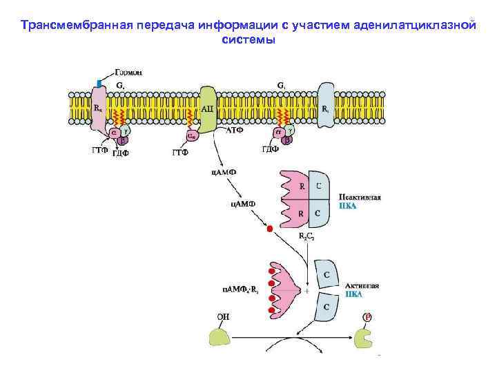 Аденилатциклазная система схема