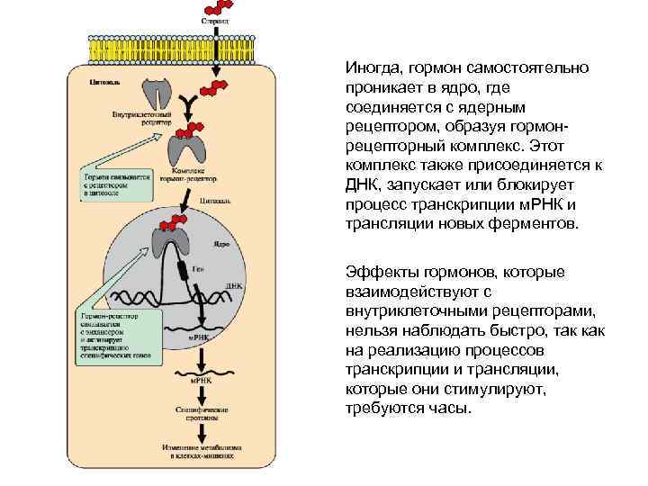 Иногда, гормон самостоятельно проникает в ядро, где соединяется с ядерным рецептором, образуя гормонрецепторный комплекс.