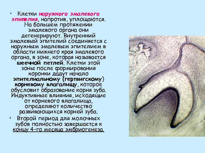  • Клетки наружного эмалевого эпителия, напротив, уплощаются. На большем протяжении эмалевого органа они