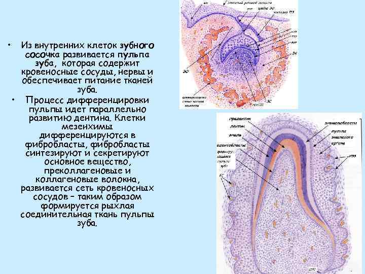 Зуб гистология рисунок