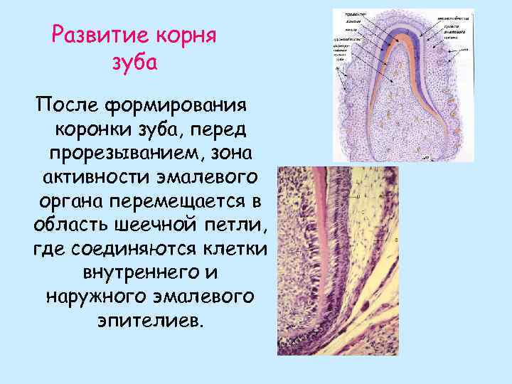 Развивать корень. Формирование корня зуба гистология. Образование корня зуба гистология. Развитие корня зуба гистология.