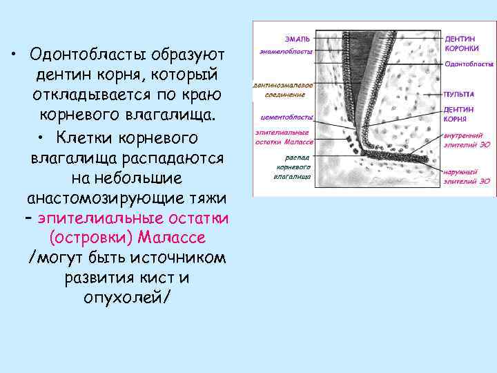  • Одонтобласты образуют дентин корня, который откладывается по краю корневого влагалища. • Клетки