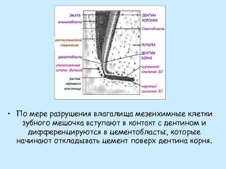  • По мере разрушения влагалища мезенхимные клетки зубного мешочка вступают в контакт с