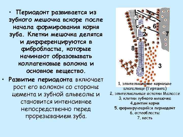  • Периодонт развивается из зубного мешочка вскоре после начала формирования корня зуба. Клетки