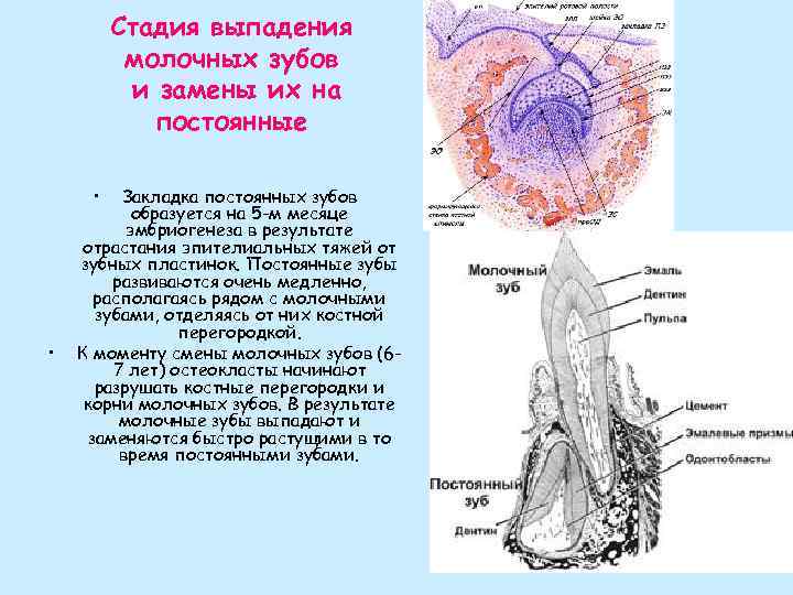 Схема формирования зубной бляшки