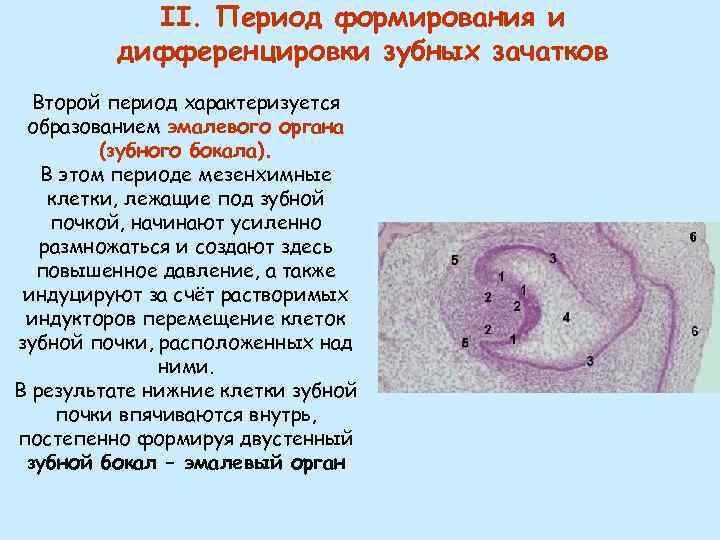 Схема дифференцировки нейрального зачатка гистология